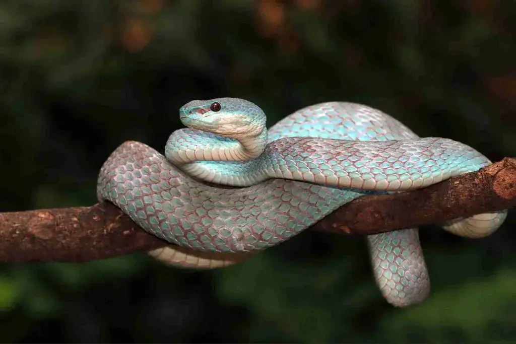 Sonhar com cobra jogo do bicho: significado, números e como interpretar